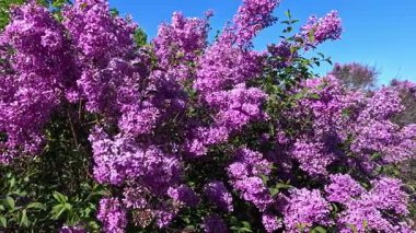 Bahçede mor çiçeklerle açan leylak çalısı, Odessa