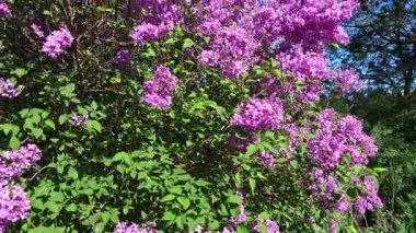 Bahçede mor çiçeklerle açan leylak çalısı, Odessa