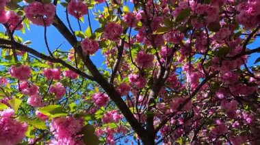 Çiçek açan pembe bir Japon kirazı Bahçedeki Sakura ağacı