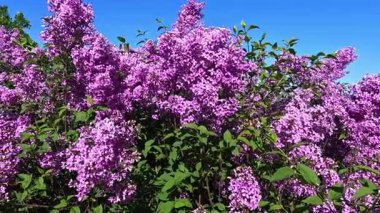 Bahçede mor çiçeklerle açan leylak çalısı, Odessa