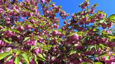 Çiçek açan pembe bir Japon kirazı Bahçedeki Sakura ağacı