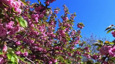 Çiçek açan pembe bir Japon kirazı Bahçedeki Sakura ağacı