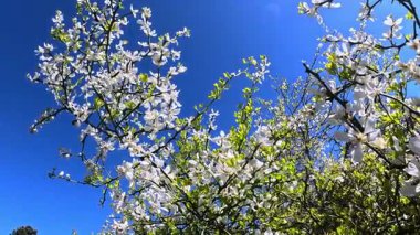 Çiçek açan beyaz bir Poncirus çalısı Odessa Ukrayna 'da, bir bahçede mavi gökyüzüne karşı