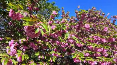 Çiçek açan pembe bir Japon kirazı Bahçedeki Sakura ağacı