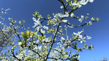 Çiçek açan beyaz bir Poncirus çalısı Odessa Ukrayna 'da, bir bahçede mavi gökyüzüne karşı