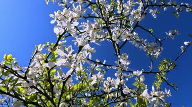 Bahçedeki mavi gökyüzüne karşı çiçek açan beyaz bir Poncirus çalısı.