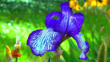 Botanik koleksiyonunda çizgili mor çiçekleri olan dekoratif bahçe Iris 'i