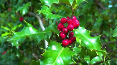 Ilex aquifolium, yeşil yapraklı bir bitkinin kırmızı böğürtlenleri.