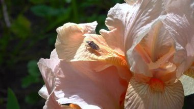 Sarı yaprakların üzerindeki kahverengi kokulu böcek (Halyomorpha halys).