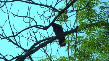 Bahçedeki mavi gökyüzüne karşı bir ağaç dalındaki siyah karga