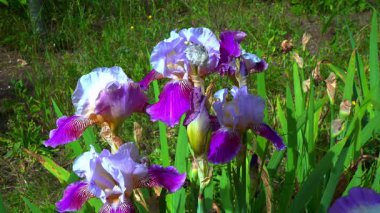 Süslü bahçenin mor beyaz çiçekleri botanik koleksiyonunda Iris, Odessa