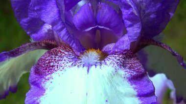 Süslü bahçenin mor beyaz çiçekleri botanik koleksiyonunda Iris, Odessa