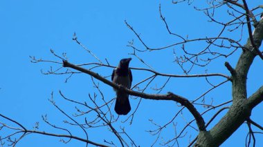 Bahçedeki mavi gökyüzüne karşı bir ağaç dalındaki siyah karga
