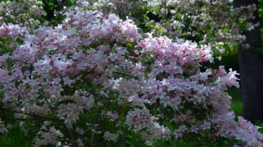 Güzel çalılar Kolkwitzia amabilis, çiçek açan pembe benekli çiçekler bahçede mavi gökyüzüne karşı