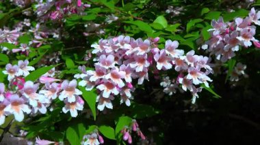 Güzel çalılar Kolkwitzia amabilis, çiçek açan pembe benekli çiçekler bahçede mavi gökyüzüne karşı