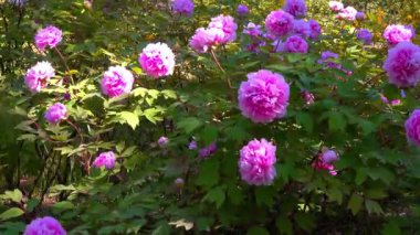 Bahçede pembe çifte çiçeklerle açan bir ağaç şakayığı çalısı.