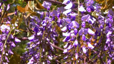 Çin salkımı - Wisteria sinensis, tırmanan bir bitki üzerindeki mor çiçeklerin infloresansı