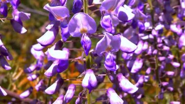 Çin salkımı - Wisteria sinensis, tırmanan bir bitki üzerindeki mor çiçeklerin infloresansı