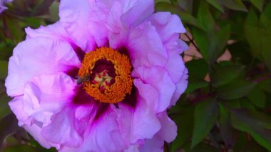 Arılar bahçedeki ağaç şakayıklarından nektar ve polen toplarlar..