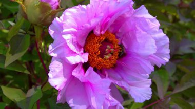 Arılar bahçedeki ağaç şakayıklarından nektar ve polen toplarlar..