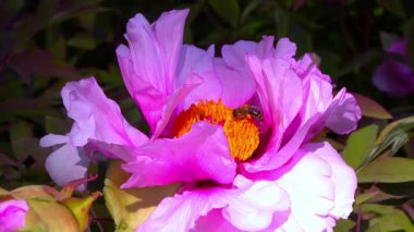 Arılar bahçedeki ağaç şakayıklarından nektar ve polen toplarlar..