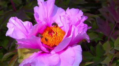 Arılar bahçedeki ağaç şakayıklarından nektar ve polen toplarlar..