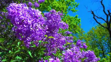 Bahçedeki mavi gökyüzüne karşı çiçek açan leylak dalı