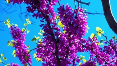 Judas-tree, Cercis silikastrum - Bahçede mor çiçeklerle açan bir ağacın dalları