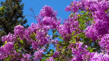 Bahçedeki mavi gökyüzüne karşı çiçek açan leylak dalı