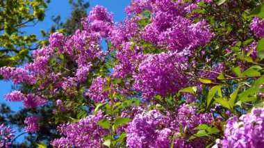 Bahçedeki mavi gökyüzüne karşı çiçek açan leylak dalı