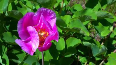 Bal arısı, rüzgarlı bir havada pembe şakayık çiçeğinin üzerinde polen ve bal topluyor.