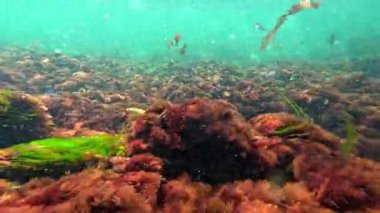 Karadeniz 'in sualtı manzarası, sualtı kayaları üzerinde kırmızı alg seramium ve Porphyra kıyıya yakın sularda sallanıyor.