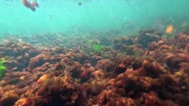 Karadeniz 'in sualtı manzarası, sualtı kayaları üzerinde kırmızı alg seramium ve Porphyra kıyıya yakın sularda sallanıyor.