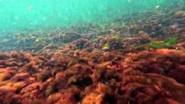 Karadeniz 'in sualtı manzarası, sualtı kayaları üzerinde kırmızı alg seramium ve Porphyra kıyıya yakın sularda sallanıyor.