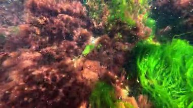 Karadeniz kıyısındaki deniz yosunlarının (Porphyra, Enteromorpha, Seramium) kıyıya yakın sularda salınan kırmızı ve yeşil yosunların görüntüsü