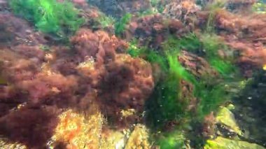 Karadeniz kıyısındaki deniz yosunlarının (Porphyra, Enteromorpha, Seramium) kıyıya yakın sularda salınan kırmızı ve yeşil yosunların görüntüsü