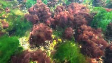 Karadeniz kıyısındaki deniz yosunlarının (Porphyra, Enteromorpha, Seramium) kıyıya yakın sularda salınan kırmızı ve yeşil yosunların görüntüsü