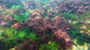 Karadeniz kıyısındaki deniz yosunlarının (Porphyra, Enteromorpha, Seramium) kıyıya yakın sularda salınan kırmızı ve yeşil yosunların görüntüsü