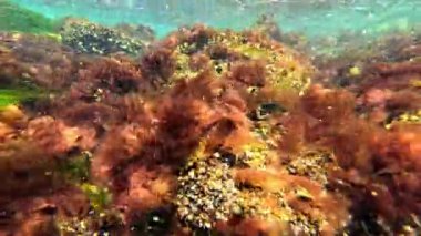 Karadeniz 'deki sualtı yaşamı, kıyıya yakın midyeler ve kırmızı algler ile kaplanmış büyük bir taş.