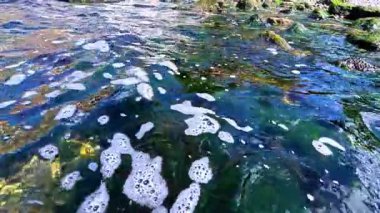 Karadeniz kıyıları, taşlarla kaplı midyeler ve yeşil ve kırmızı algler sörf bölgesinde.