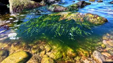 Karadeniz kıyıları, taşlarla kaplı midyeler ve yeşil ve kırmızı algler sörf bölgesinde.