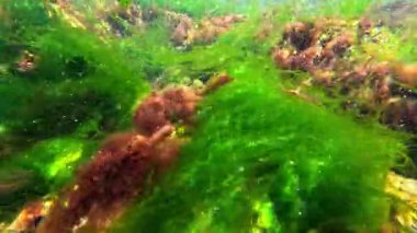 Karadeniz kıyısındaki deniz yosunlarının (Porphyra, Enteromorpha, Seramium) kıyıya yakın sularda salınan kırmızı ve yeşil yosunların görüntüsü