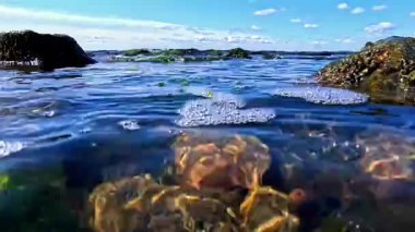Su altındaki kayalardaki Makrophyte yosunları kıyıya yakın berrak sulardaki dalgalarda sallanırlar, Odessa
