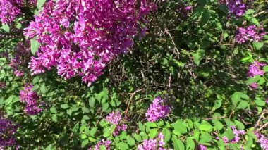 Bahçedeki süslü bitkiler, bahçedeki mor çiçeklerle açan leylak çalısı.