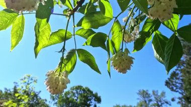 Kafkas mesanesi Staphylea colchica,
