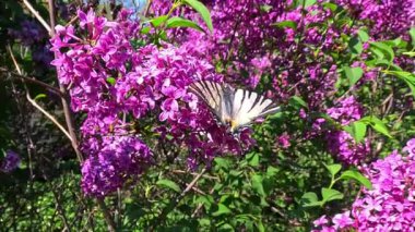 Kırlangıçkuyruğu kıt olan Iphiclides podalirius, büyük güzel bir kelebek bahçedeki mor leylak çiçeklerinde nektar toplar.
