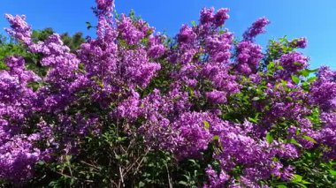 Bahçedeki süslü bitkiler, bahçedeki mor çiçeklerle açan leylak çalısı.