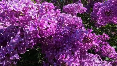 Bahçedeki süslü bitkiler, bahçedeki mor çiçeklerle açan leylak çalısı.
