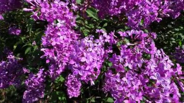 Bahçedeki süslü bitkiler, bahçedeki mor çiçeklerle açan leylak çalısı.