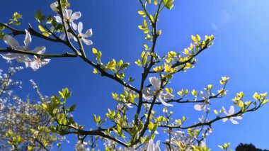 Bahçedeki mavi gökyüzüne karşı çiçek açan beyaz bir Poncirus çalısı.